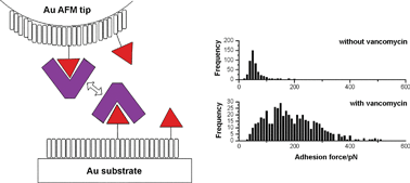 Graphical abstract: Vancomycin dimer formation between analogues of bacterial peptidoglycan surfaces probed by force spectroscopy