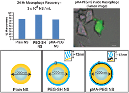 Graphical abstract: Modeling the cellular impact of nanoshell-based biosensors using mouse alveolar macrophage cultures