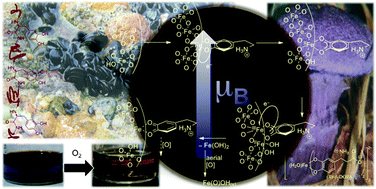 Graphical abstract: The interplay of catechol ligands with nanoparticulate iron oxides