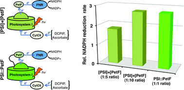Graphical abstract: Accelerated electron transport from photosystem I to redox partners by covalently linked ferredoxin