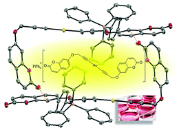 Graphical abstract: Luminescent alkynyl-gold(i) coumarin derivatives and their biological activity