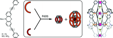 Graphical abstract: Narcissistic self-sorting vs. statistic ligand shuffling within a series of phenothiazine-based coordination cages