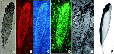 Graphical abstract: Synchrotron-based chemical imaging reveals plumage patterns in a 150 million year old early bird