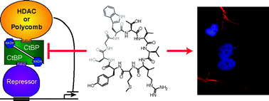 Graphical abstract: A cyclic peptide inhibitor of C-terminal binding protein dimerization links metabolism with mitotic fidelity in breast cancer cells