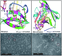 Graphical abstract: Microscopic and thermodynamic analysis of PEG–β-lactoglobulin interaction