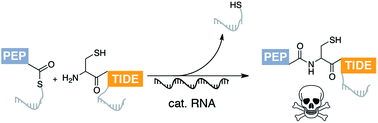 Graphical abstract: Cytotoxic peptide–PNA conjugates obtained by RNA-programmed peptidyl transfer with turnover