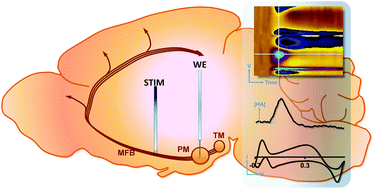 Graphical abstract: In vivo histamine voltammetry in the mouse premammillary nucleus