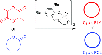 Graphical abstract: Synthesis of cyclic polyesters: effects of alkoxy side chains in salicylaldiminato tin(ii) complexes