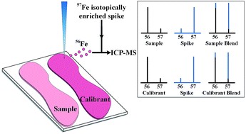 Graphical abstract: Quantitation of the Fe spatial distribution in biological tissue by online double isotope dilution analysis with LA-ICP-MS: a strategy for estimating measurement uncertainty