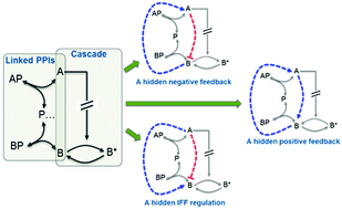 Graphical abstract: Protein–protein interactions generate hidden feedback and feed-forward loops to trigger bistable switches, oscillations and biphasic dose–responses