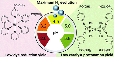 Graphical abstract: Unravelling the pH-dependence of a molecular photocatalytic system for hydrogen production