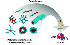 Graphical abstract: The influence of polymer architecture on in vitro pDNA transfection