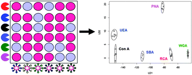 Graphical abstract: Glycosylated gold nanoparticle libraries for label-free multiplexed lectin biosensing