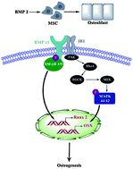 Graphical abstract: Substrate modulus regulates osteogenic differentiation of rat mesenchymal stem cells through integrin β1 and BMP receptor type IA