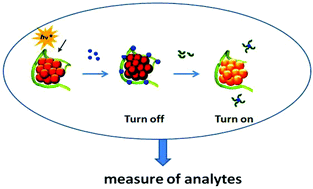 Graphical abstract: The mechanism and application of the protein-stabilized gold nanocluster sensing system