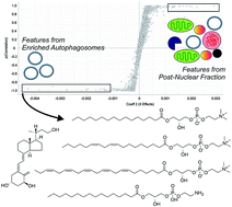 Graphical abstract: Checkpoints for preliminary identification of small molecules found enriched in autophagosomes and activated mast cell secretions analyzed by comparative UPLC/MSe