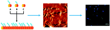 Graphical abstract: Decorated self-assembling β3-tripeptide foldamers form cell adhesive scaffolds