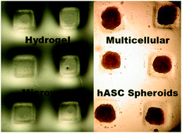 Graphical abstract: Dual-crosslinked hydrogel microwell system for formation and culture of multicellular human adipose tissue-derived stem cell spheroids