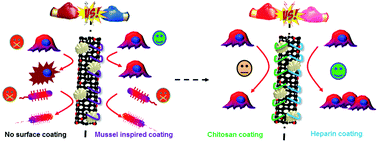 Graphical abstract: Mussel-inspired coatings on Ag nanoparticle-conjugated carbon nanotubes: bactericidal activity and mammal cell toxicity