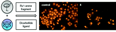 Graphical abstract: Antiproliferative activity of (η6-arene)ruthenacarborane sandwich complexes against HCT116 and MCF7 cell lines