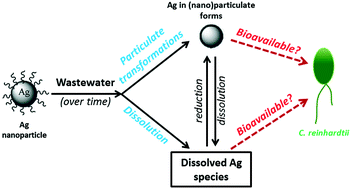 Graphical abstract: Transformations of silver nanoparticles in wastewater effluents: links to Ag bioavailability