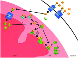 Graphical abstract: The mitochondrion: a central architect of copper homeostasis