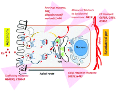 Graphical abstract: A glimpse into the regulation of the Wilson disease protein, ATP7B, sheds light on the complexity of mammalian apical trafficking pathways