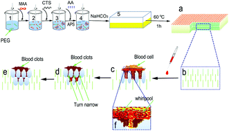 Graphical abstract: A porous sodium polyacrylate-grafted chitosan xerogel for severe hemorrhage control synthesized from one-pot reaction