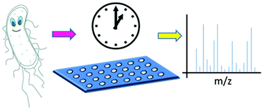 Graphical abstract: High throughput screening of complex biological samples with mass spectrometry – from bulk measurements to single cell analysis