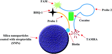 Graphical abstract: A novel amplified double-quenching aptasensor for cocaine detection based on split aptamer and silica nanoparticles