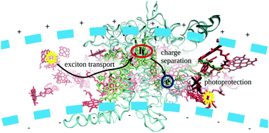 Graphical abstract: Tracing feed-back driven exciton dynamics in molecular aggregates