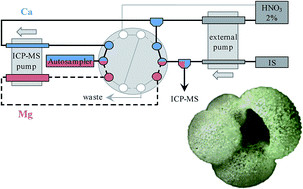 Graphical abstract: High speed-low volume automated ICP-QMS method for determination of Mg/Ca in biogenic calcite