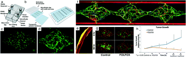 Graphical abstract: Applications of tumor chip technology