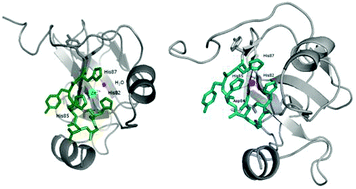 Graphical abstract: Pneumococcal histidine triads – involved not only in Zn2+, but also Ni2+ binding?