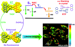 Graphical abstract: Organic emitter integrating aggregation-induced delayed fluorescence and room-temperature phosphorescence characteristics, and its application in time-resolved luminescence imaging