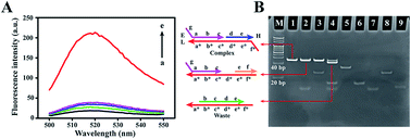 Graphical abstract: A homogeneous fluorescent biosensing strategy for highly sensitive detection of DNA based on a programmed entropy-driven strand displacement reaction and DNAzyme for dual recycling amplification