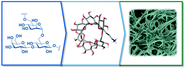 Graphical abstract: Materials science based on synthetic polysaccharides