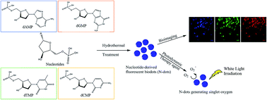 Graphical abstract: Nucleotide-derived theranostic nanodots with intrinsic fluorescence and singlet oxygen generation for bioimaging and photodynamic therapy