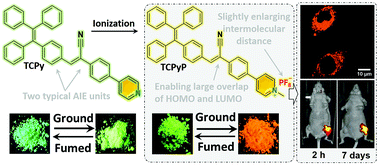 Graphical abstract: Achieving remarkable and reversible mechanochromism from a bright ionic AIEgen with high specificity for mitochondrial imaging and secondary aggregation emission enhancement for long-term tracking of tumors