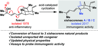 Graphical abstract: Bio-inspired synthesis of xishacorenes A, B, and C, and a new congener from fuscol
