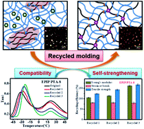 Graphical abstract: Compatibility driven self-strengthening during the radical-responsive remolding process of poly-isoprene vitrimers