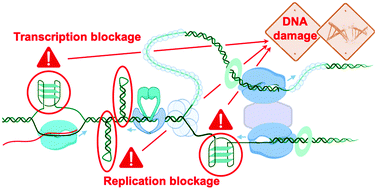 Graphical abstract: DNA folds threaten genetic stability and can be leveraged for chemotherapy