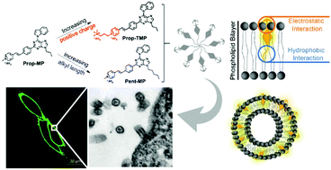 Graphical abstract: Bio-inspired assembly in a phospholipid bilayer: effective regulation of electrostatic and hydrophobic interactions for plasma membrane specific probes