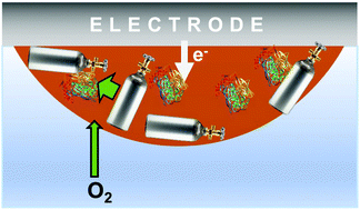 Graphical abstract: An oxygen-reducing biocathode with “oxygen tanks”