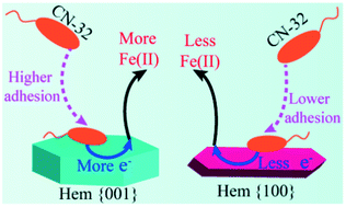 Graphical abstract: Facet-dependent reductive dissolution of hematite nanoparticles by Shewanella putrefaciens CN-32