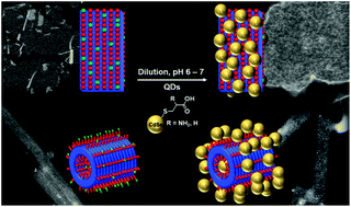 Graphical abstract: Peptoid-directed assembly of CdSe nanoparticles