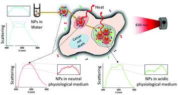 Graphical abstract: Hyperspectral-enhanced dark field analysis of individual and collective photo-responsive gold–copper sulfide nanoparticles