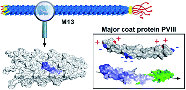 Graphical abstract: Determination and characterisation of the surface charge properties of the bacteriophage M13 to assist bio-nanoengineering