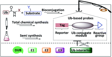 Graphical abstract: Development and application of ubiquitin-based chemical probes