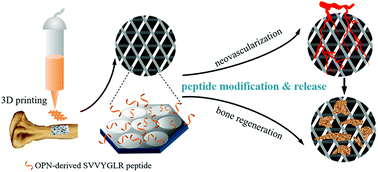 Graphical abstract: Osteopontin sequence modified mesoporous calcium silicate scaffolds to promote angiogenesis in bone tissue regeneration